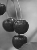 Sauerkirschen